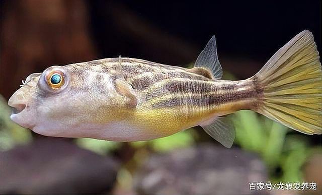 皇冠狗頭魚是河豚嗎，皇冠狗頭魚屬于河豚嗎