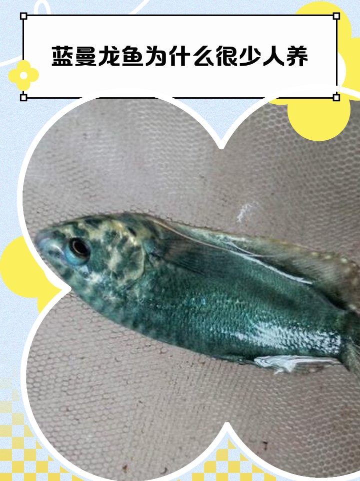 哪些顏色的藍曼龍比較受歡迎？，藍曼龍和金曼龍怎么區分