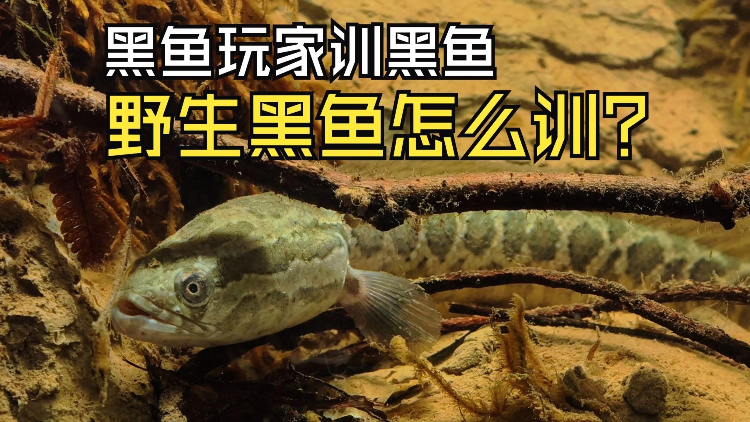 如何訓(xùn)練雷龍魚的互動性？，如何訓(xùn)練雷龍魚互動