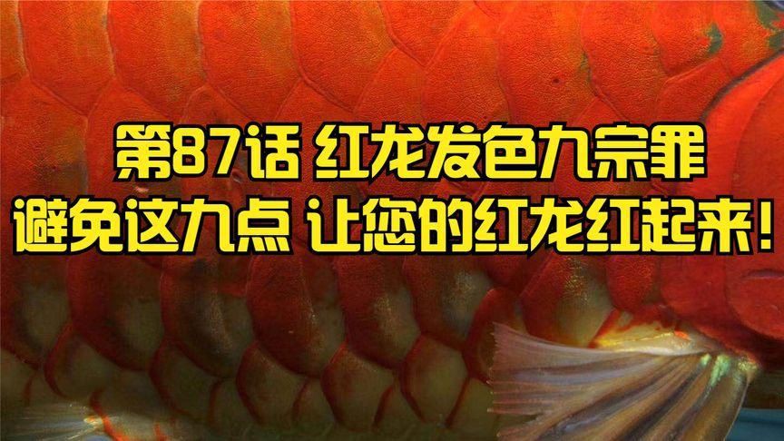 紅龍魚養(yǎng)多久才真正的紅，《紅龍魚養(yǎng)多久才真正的紅》