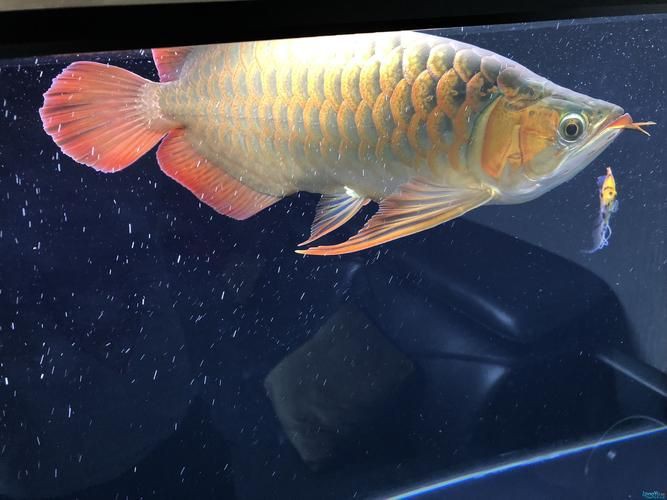 最晚發色的紅龍圖片，關于紅龍魚最晚發色階段的圖文說明