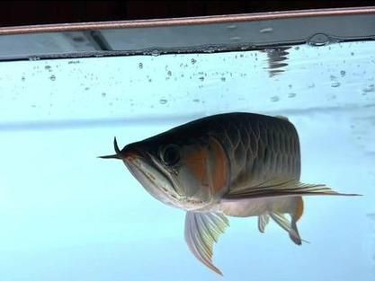 最晚發色的紅龍圖片，關于紅龍魚最晚發色階段的圖文說明