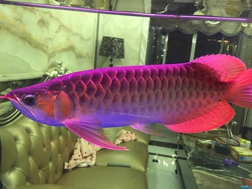 最晚發色的紅龍圖片，關于紅龍魚最晚發色階段的圖文說明