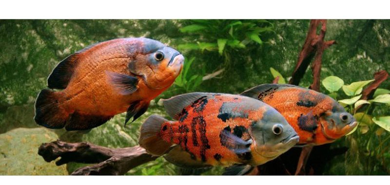 佛羅里達地圖魚分布區域，佛羅里達地圖魚的區域特征