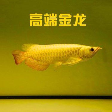 紅金龍魚市場價格，紅金龍魚多少錢一條紅燒金龍魚揭秘龍魚價格體系養魚