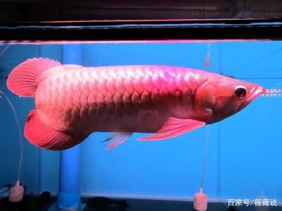 橙色龍魚變紅色怎么辦（橙色龍魚重新變?yōu)榧t色請注意以下幾個(gè)要點(diǎn)）