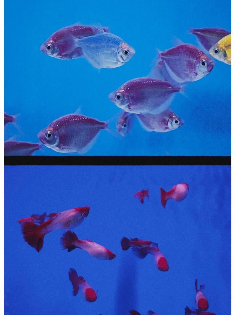 成都水族批發(fā)市場，成都白家水產(chǎn)品批發(fā)市場
