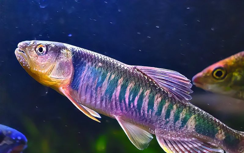 養3條龍魚會得白血病嗎，養3條龍魚會得白血病嗎醫生提醒:這4種魚容易導致白血病