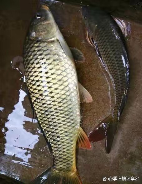 養3條龍魚會得白血病嗎，養3條龍魚會得白血病嗎醫生提醒:這4種魚容易導致白血病