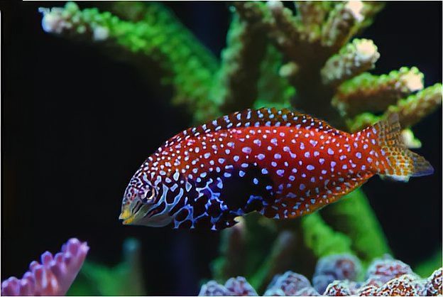 哪種龍魚(yú)容易感染寄生蟲(chóng)？，養(yǎng)魚(yú)老道,銀龍魚(yú)常見(jiàn)病的癥狀及防治措施