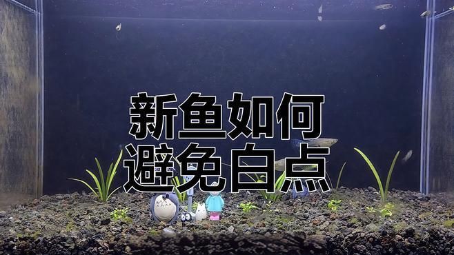 如何預防魚身上長白毛？，如何防止新魚入缸得白點病