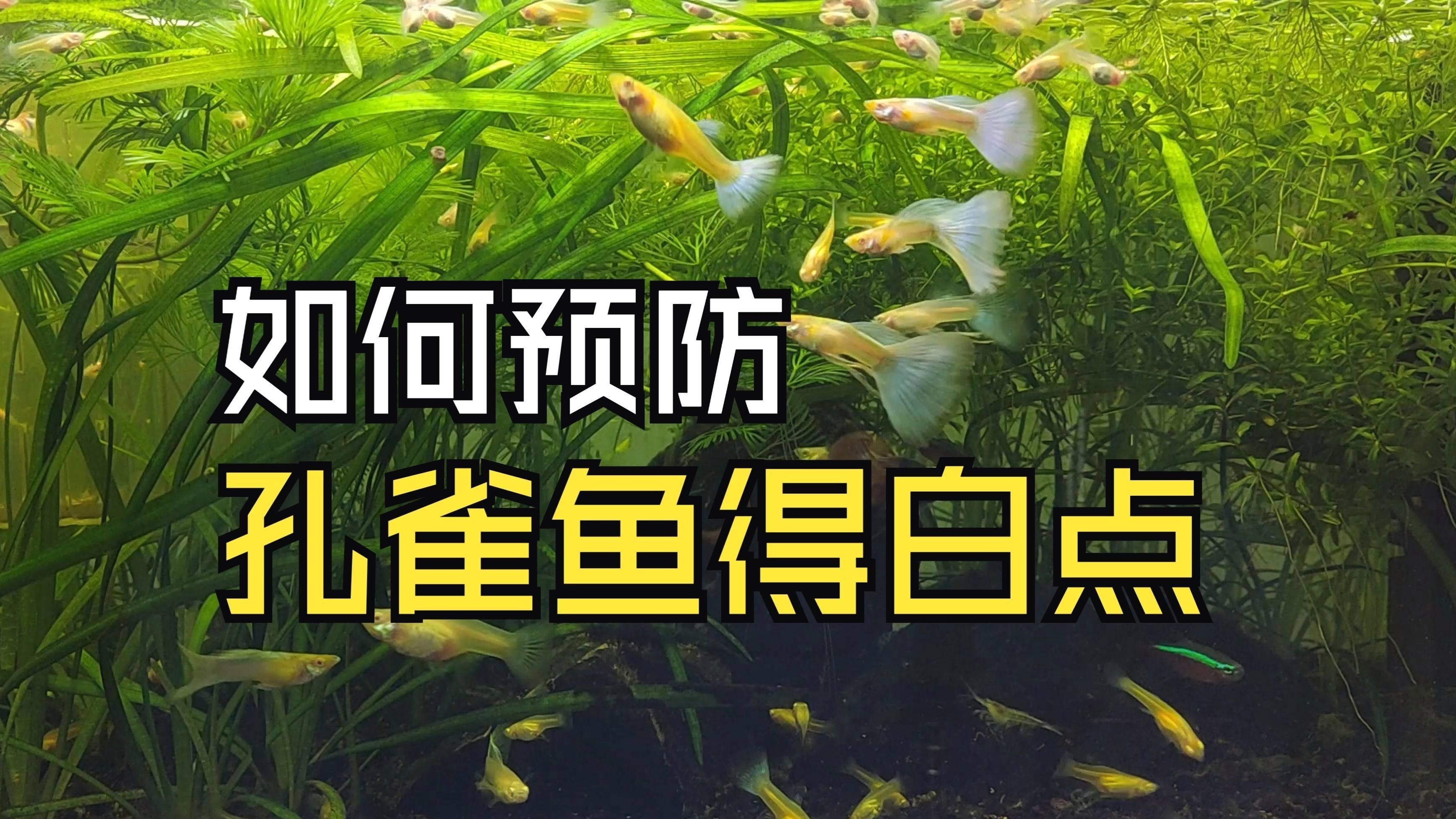 如何預防魚身上長白毛？，如何防止新魚入缸得白點病