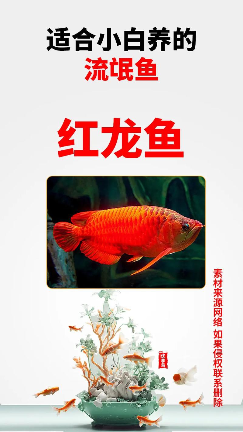 養龍魚用什么背景圖，《龍魚用什么背景圖》在飼養龍魚的背景圖選擇合適的背景圖