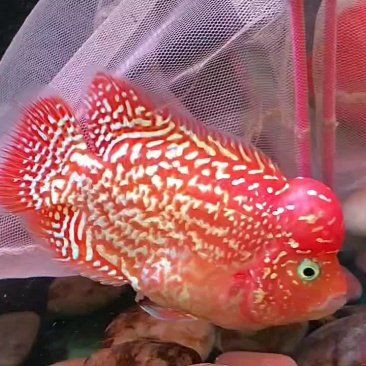 羅漢魚批發(fā)市場，羅漢魚批發(fā)市場價格