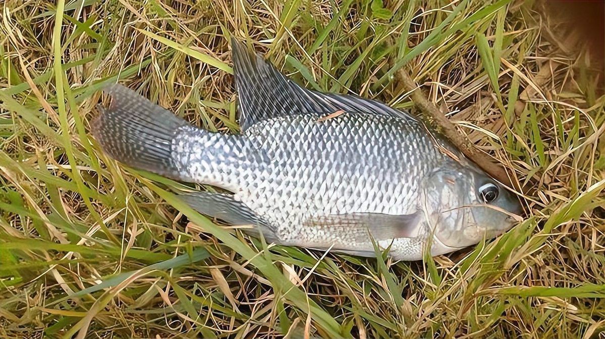 羅非魚是海魚還是淡水魚，羅非魚在中國被嫌棄，為什么美國人超愛吃簡食記
