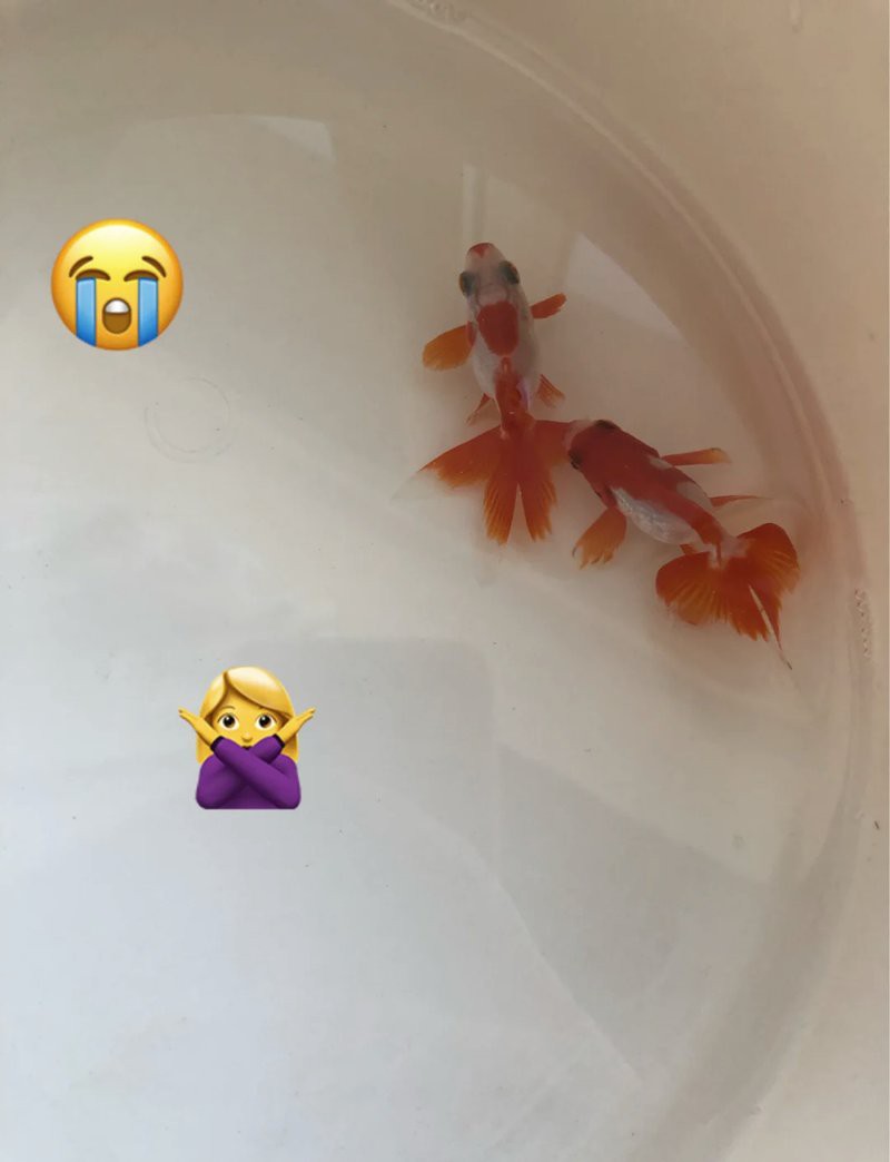 養(yǎng)金魚不死的小竅門，\