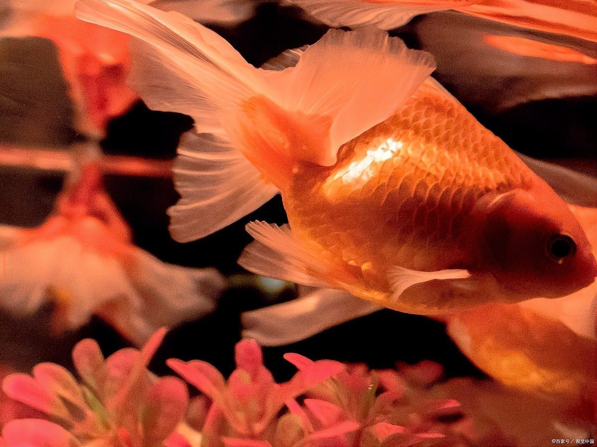 養(yǎng)金魚不死的小竅門，\