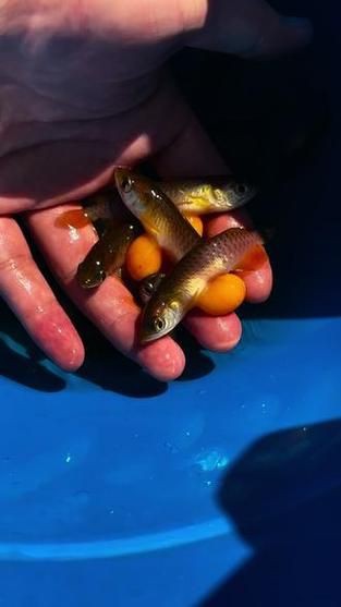 紅龍魚苗2-3厘米的圖片，2-3厘米的紅龍魚苗圖片