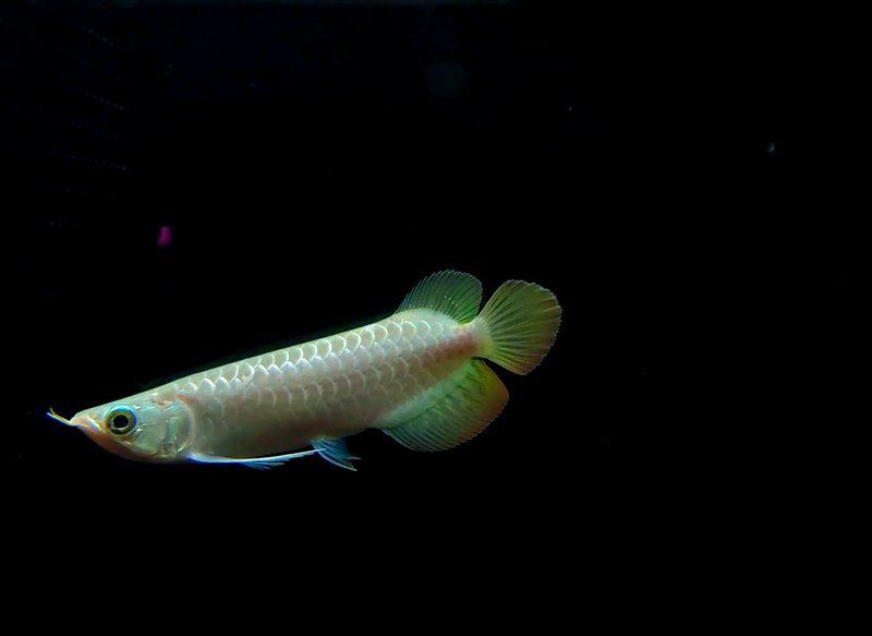 紅龍魚苗2-3厘米的圖片，2-3厘米的紅龍魚苗圖片