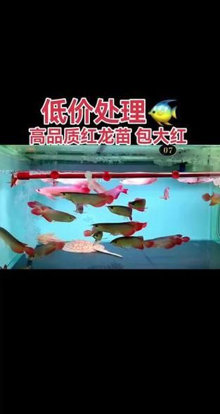 紅龍魚苗2-3厘米的圖片，2-3厘米的紅龍魚苗圖片