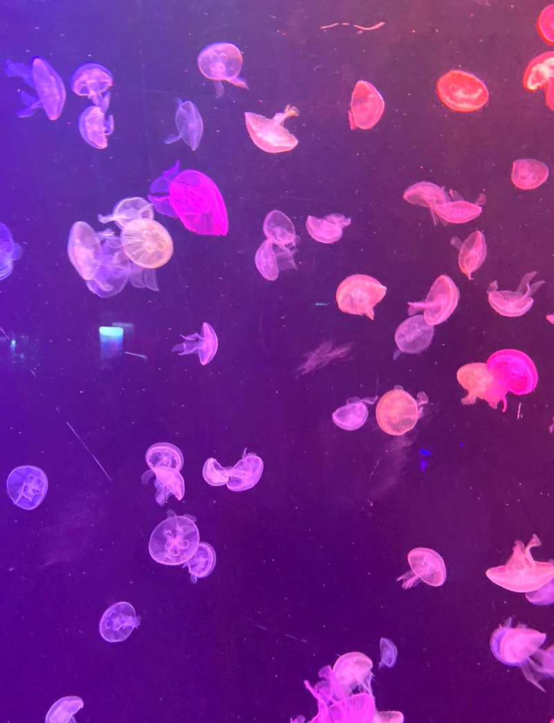湛江水族店，湛江有哪些水族店？