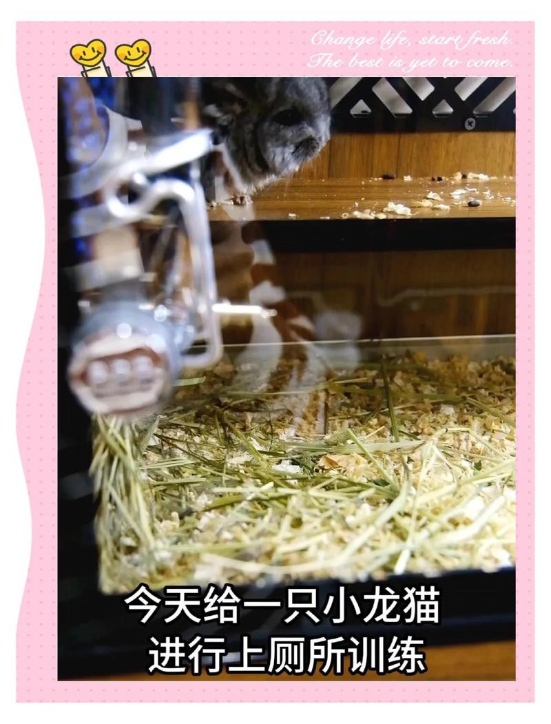 如何訓(xùn)練龍貓?jiān)诠潭ǖ攸c(diǎn)排便？，如何訓(xùn)練龍貓?jiān)诠潭ǖ攸c(diǎn)排便