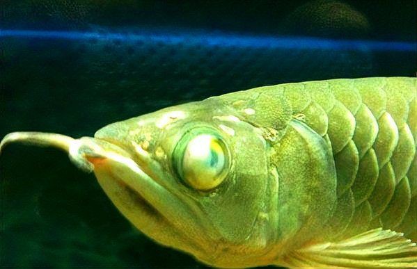 給我一些龍魚蒙眼病的治療案例，佛系設(shè)計微微，龍魚蒙眼病的治療方法