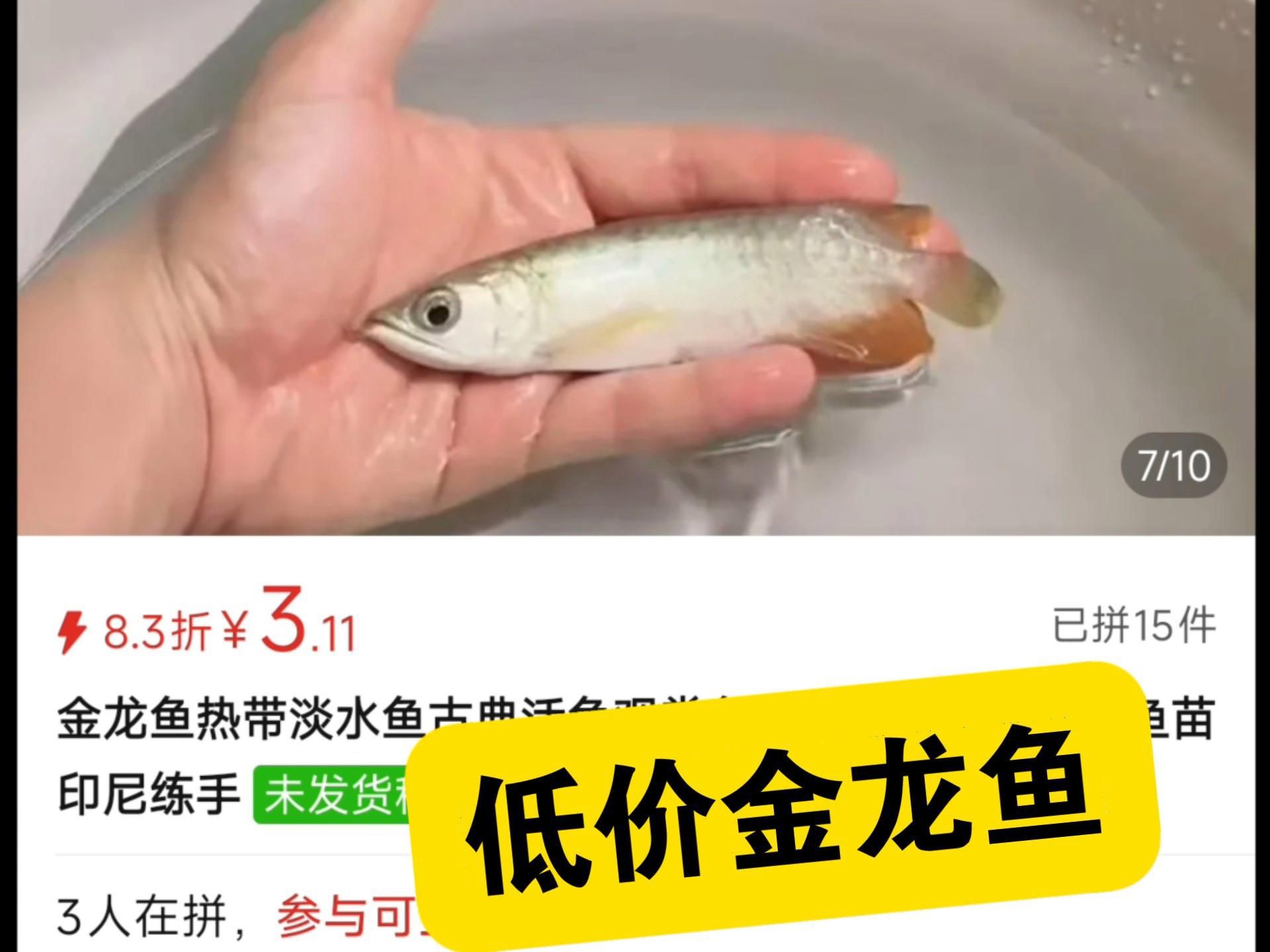 網上龍魚為什么那么便宜，網上龍魚價格較為便宜的現象主要由多重因素導致