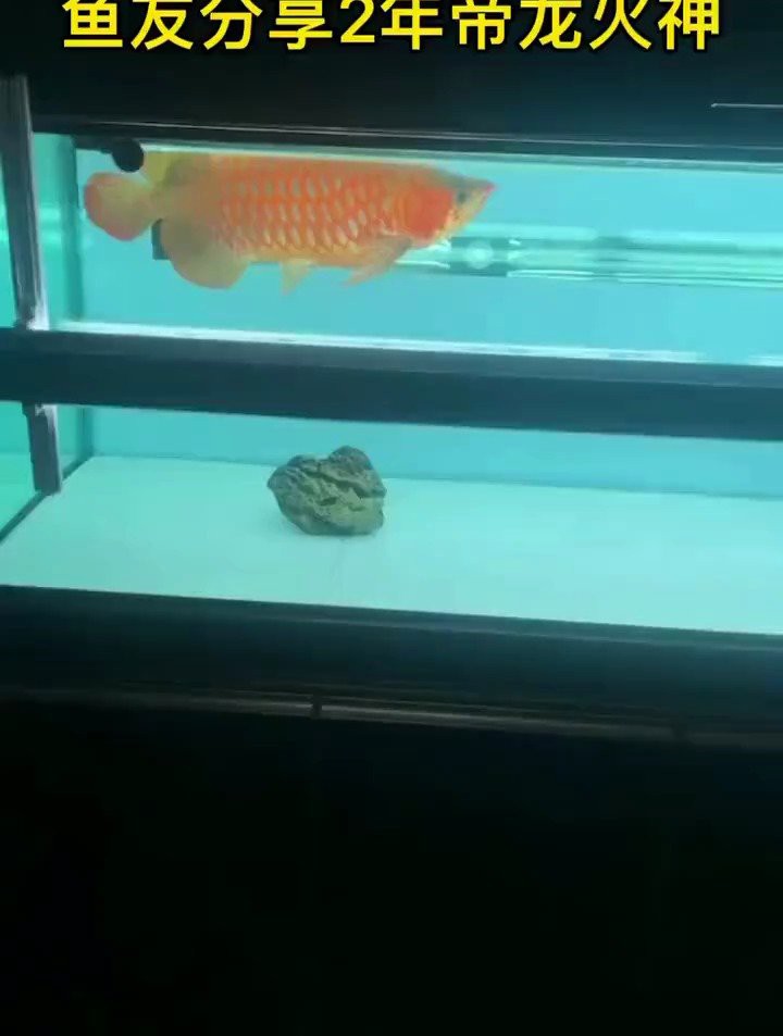 帝龍火神有哪些龍魚品種？，帝龍火神旗下的龍魚品種豐富多樣涵蓋多種色彩類型