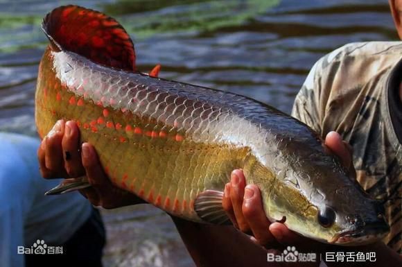 巨骨舌魚2cm什么樣，——探秘“巨骨舌魚2cm什么樣”