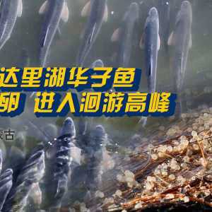 內(nèi)蒙有什么魚種，內(nèi)蒙古達(dá)里湖華子魚洄游季年吸引5萬人次游客游客