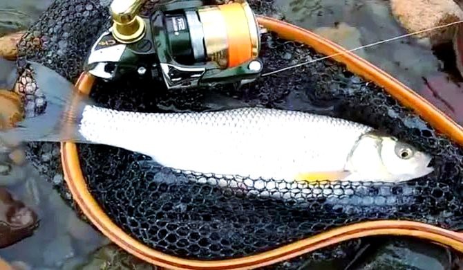 內(nèi)蒙有什么魚種，內(nèi)蒙古達(dá)里湖華子魚洄游季年吸引5萬人次游客游客