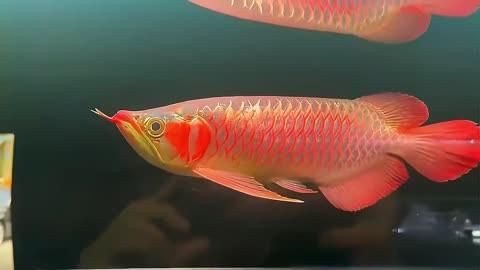 紅龍魚的市場現(xiàn)狀如何？，紅龍魚價格2688貴嗎愛奇藝紅龍魚一般多少錢一只華哥環(huán)球智庫