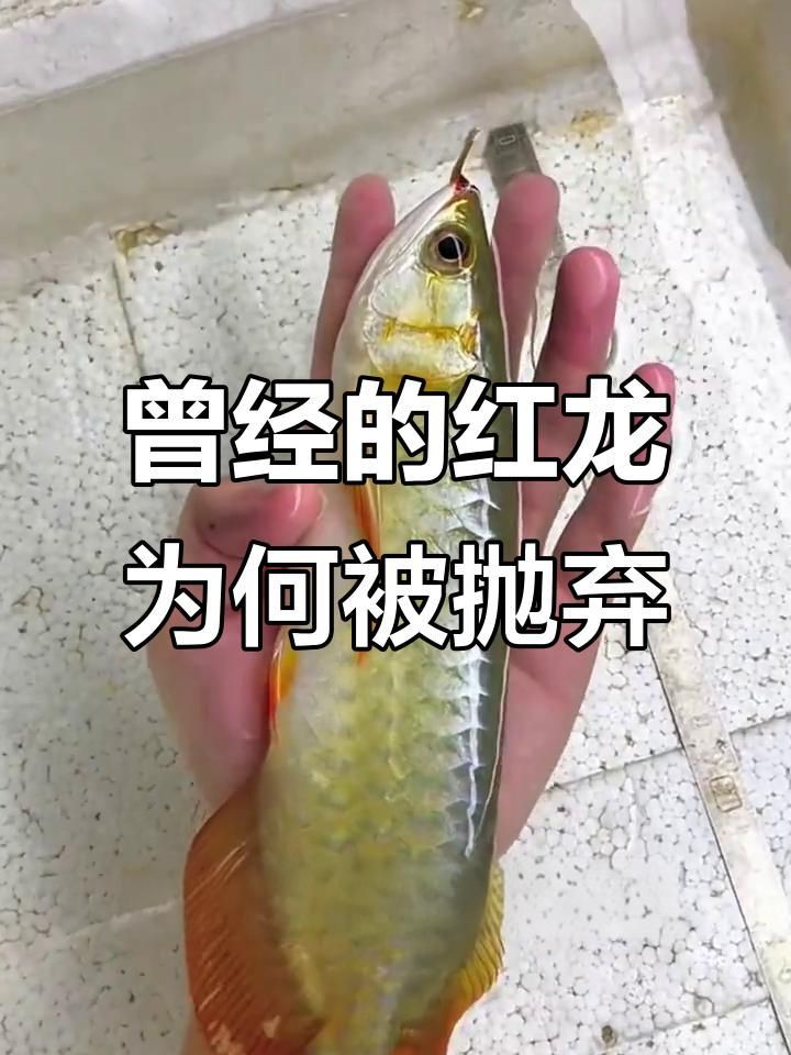 紅龍魚的市場現(xiàn)狀如何？，紅龍魚價格2688貴嗎愛奇藝紅龍魚一般多少錢一只華哥環(huán)球智庫