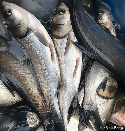 什么淡水魚能長到100斤，淡水巨無霸\