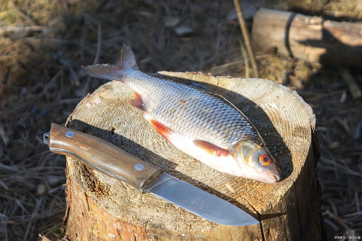 什么淡水魚能長到100斤，淡水巨無霸\