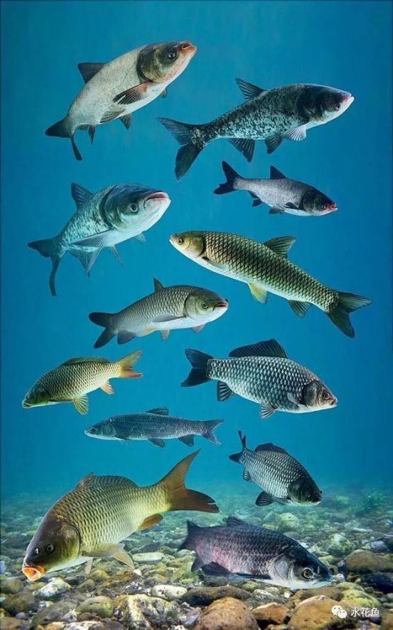 什么淡水魚能長到100斤，淡水巨無霸\