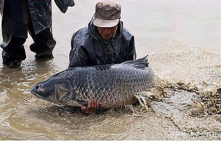 什么淡水魚能長到100斤，淡水巨無霸\