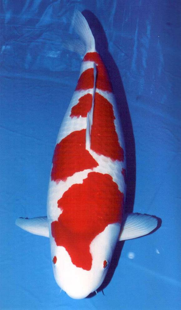 十大名牌硝化細菌排行，京東硝化細菌品牌排行榜京東硝化細菌品牌排行榜京東硝化細菌品牌排行榜