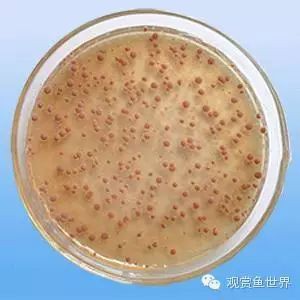 十大名牌硝化細菌排行，京東硝化細菌品牌排行榜京東硝化細菌品牌排行榜京東硝化細菌品牌排行榜