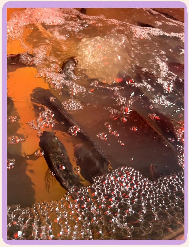 昭覺龍魚店，昭覺地區(qū)有沒有專門的龍魚店