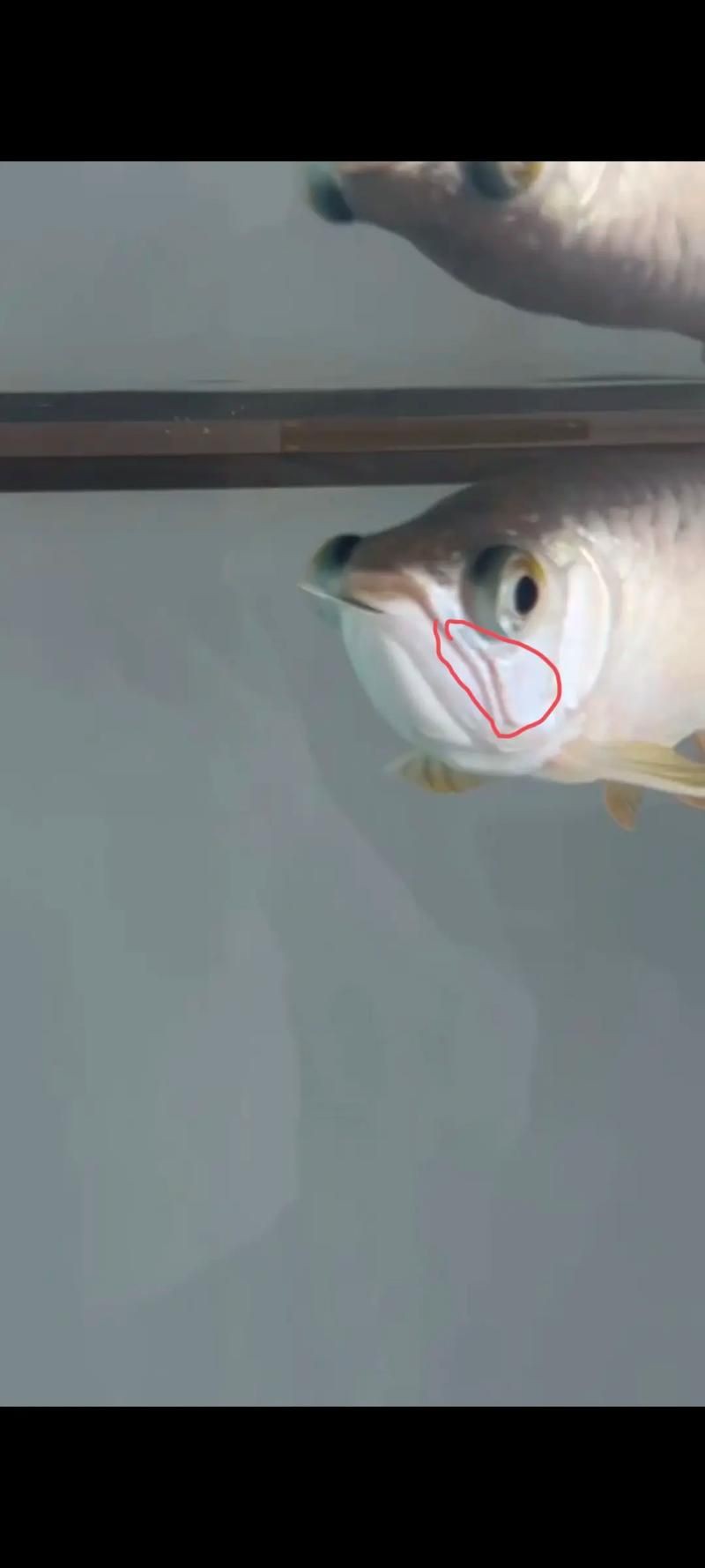 給我一張龍魚(yú)真菌感染的圖片，養(yǎng)魚(yú)大全