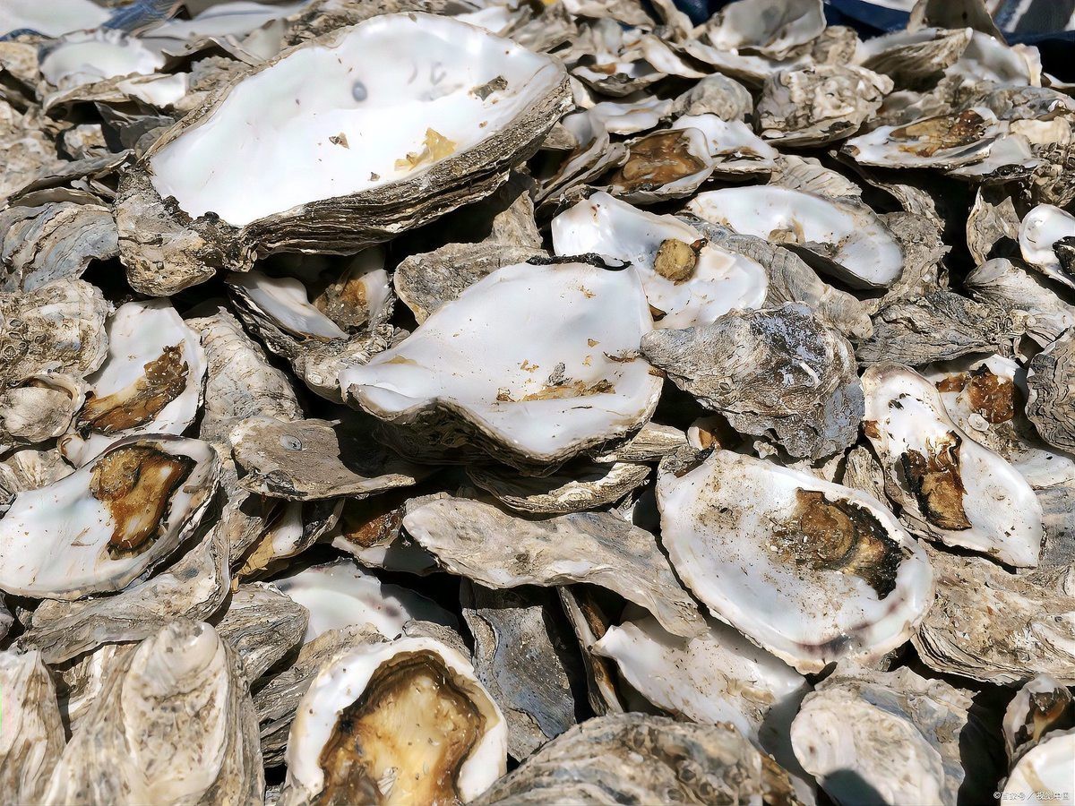 養錦鯉不死魚的三個絕招，《養錦鯉不死魚的三個絕招》科學養護錦鯉以降低死亡率