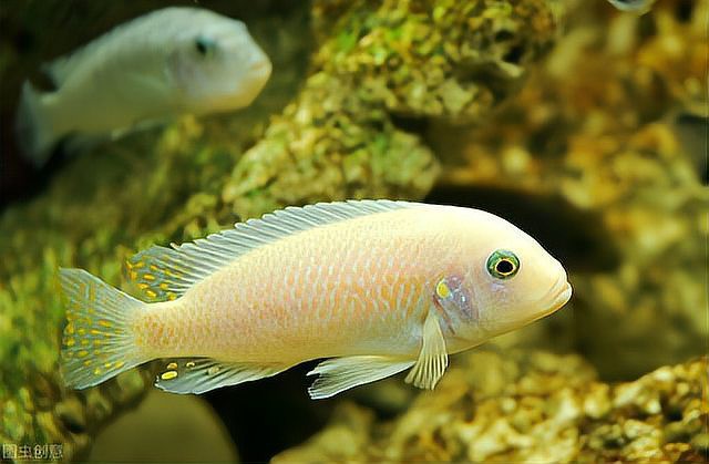 養錦鯉不死魚的三個絕招，《養錦鯉不死魚的三個絕招》科學養護錦鯉以降低死亡率