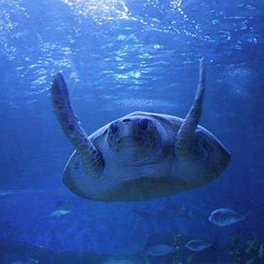 希拉穆水族店，佛山希拉穆水族店