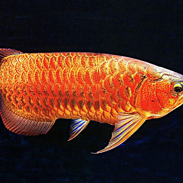 如何判斷龍魚是否患有立鱗病？，龍魚立鱗掌握這招輕松解決,水質、溫度是關鍵!