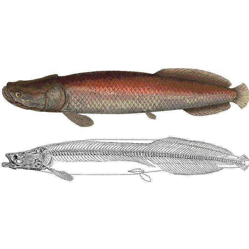 動森 巨骨舌魚，《動物森友會》中的巨骨舌魚