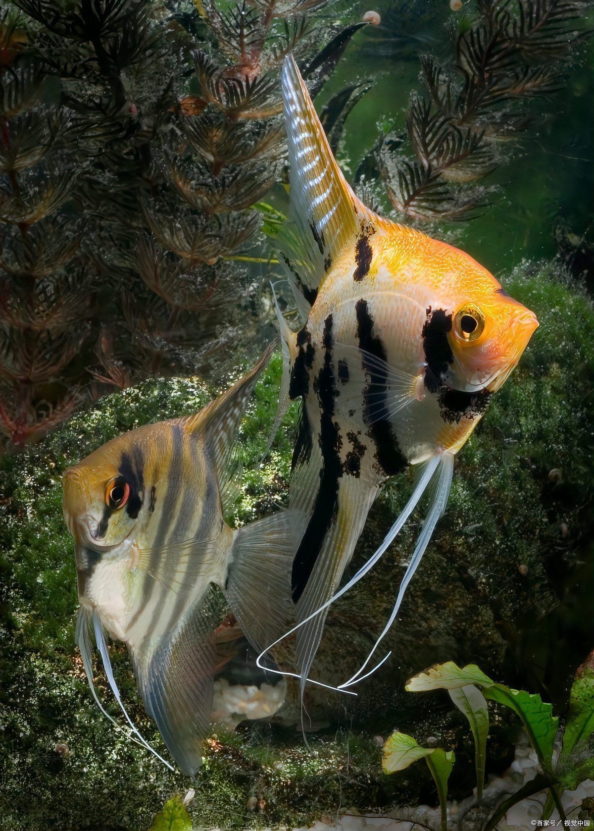 紅尾美人魚能和什么魚混養，紅尾美人魚混養需要多大的魚缸