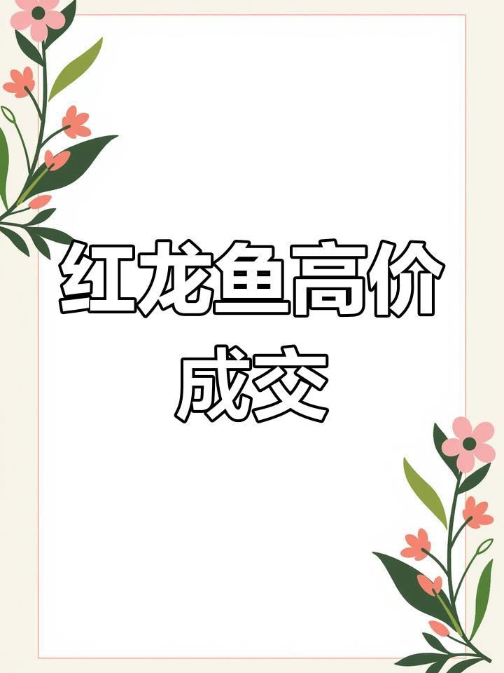 印尼紅龍魚的市場趨勢，印尼紅龍魚價(jià)格為何堪比保時(shí)捷心靈的游樂場