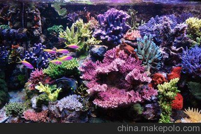 資陽魚缸批發市場，資陽魚缸批發市場分析2025中研網魚缸市場分析 資陽魚缸批發市場，資陽魚缸批發市場分析2025中研網魚缸市場分析 全國水族館企業名錄 第6張